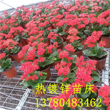 <a href='/' target='_blank'><a href='http://www.opccn.com/miaochuangsheshi/203.html'target='_blank'>花架網(wǎng)</a></a> <a href='/' target='_blank'><a href='http://www.opccn.com/miaochuangsheshi/203.html'target='_blank'>花架網(wǎng)</a></a>