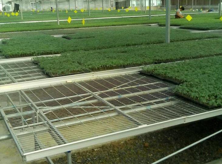 1564975161522814.jpg <a href='http://www.opccn.com/miaochuangsheshi/199.html'target='_blank'><a href='http://www.opccn.com/miaochuangsheshi/199.html'target='_blank'><a href='http://www.opccn.com/miaochuangsheshi/199.html'target='_blank'>育苗床</a></a></a>.jpg