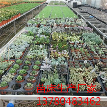 <a href='/' target='_blank'><a href='/' target='_blank'>溫室苗床</a>網</a> <a href='/' target='_blank'><a href='/' target='_blank'>溫室苗床</a>網</a>