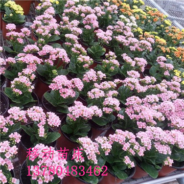 <a href='/' target='_blank'><a href='/' target='_blank'>溫室苗床</a>網</a> <a href='/' target='_blank'><a href='/' target='_blank'>溫室苗床</a>網</a>